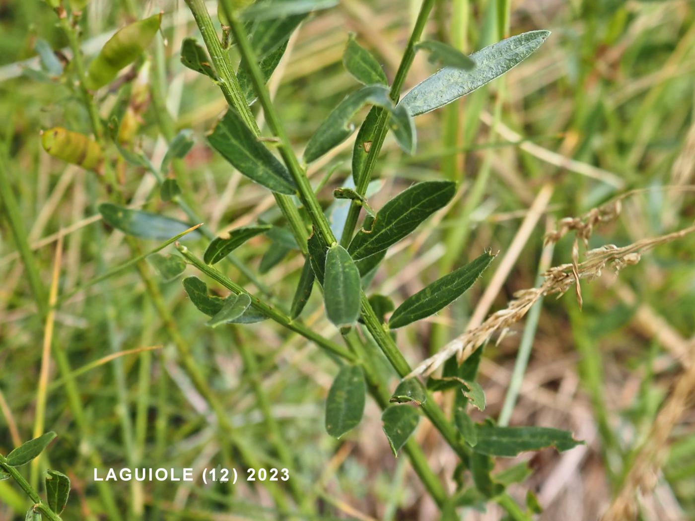 Greenweed, Dyer's leaf
